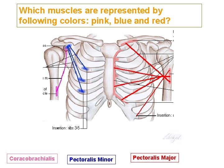 Which muscles are represented by following colors: pink, blue and red? Coracobrachialis Pectoralis Minor