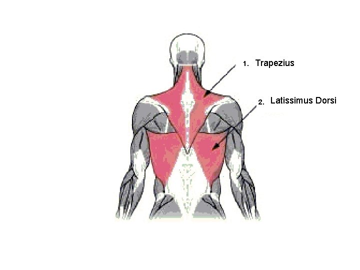 1. Trapezius 2. Latissimus Dorsi 