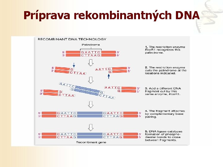 Príprava rekombinantných DNA 