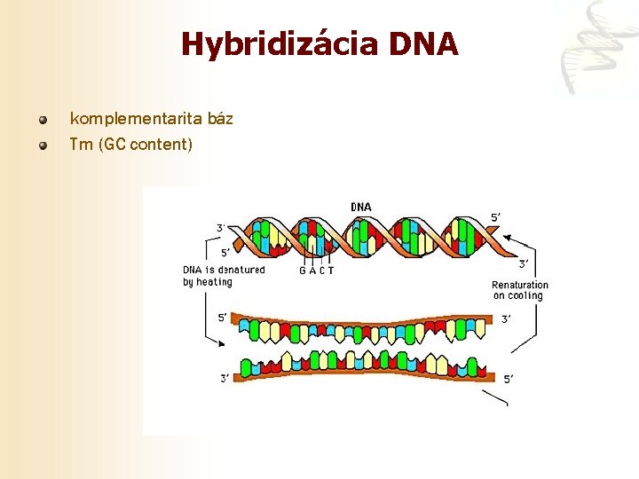 Hybridizácia DNA komplementarita báz Tm (GC content) 