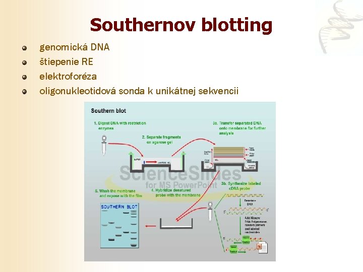 Southernov blotting genomická DNA štiepenie RE elektroforéza oligonukleotidová sonda k unikátnej sekvencii 