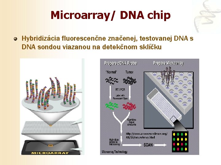 Microarray/ DNA chip Hybridizácia fluorescenčne značenej, testovanej DNA sondou viazanou na detekčnom sklíčku 