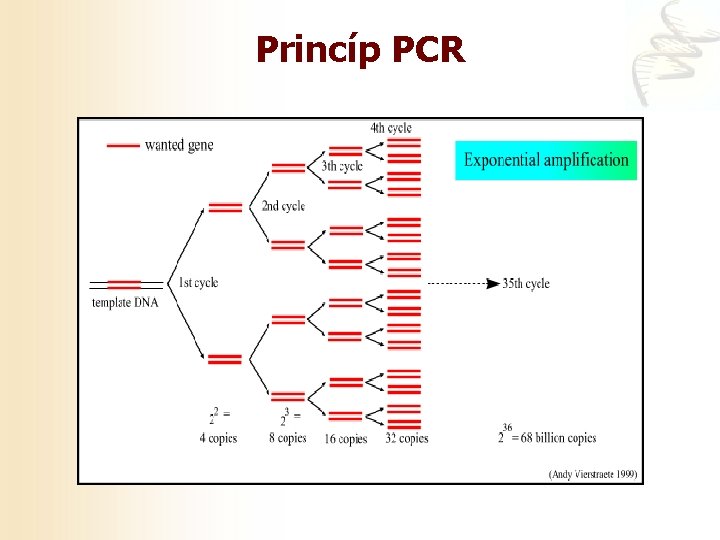 Princíp PCR 