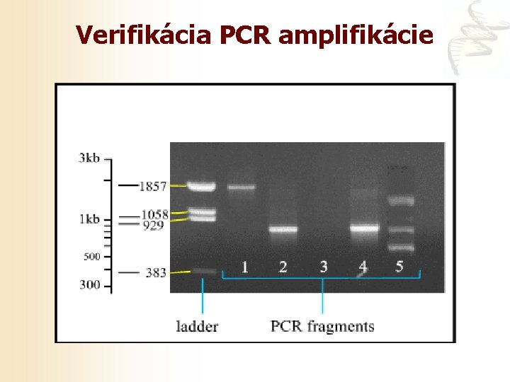 Verifikácia PCR amplifikácie 