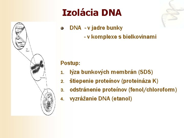 Izolácia DNA - v jadre bunky - v komplexe s bielkovinami Postup: 1. lýza