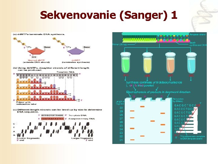 Sekvenovanie (Sanger) 1 