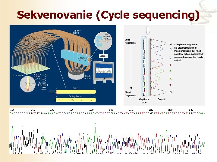 Sekvenovanie (Cycle sequencing) 