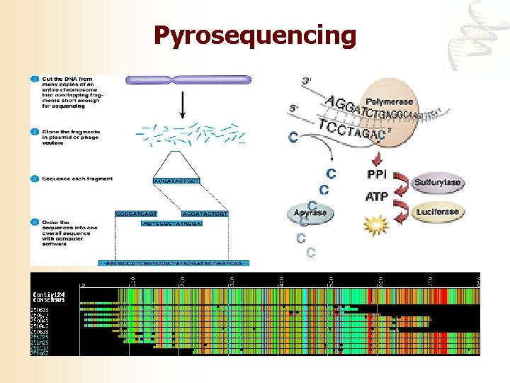 Pyrosequencing 