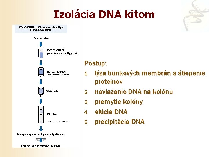 Izolácia DNA kitom Postup: 1. lýza bunkových membrán a štiepenie proteínov 2. naviazanie DNA
