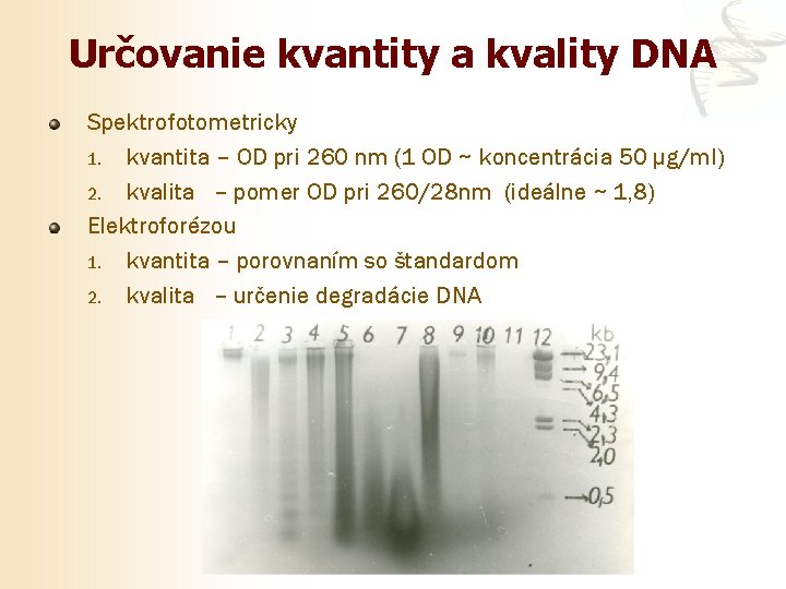 Určovanie kvantity a kvality DNA Spektrofotometricky 1. kvantita – OD pri 260 nm (1