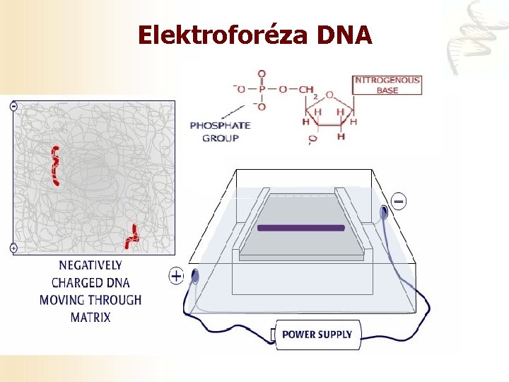 Elektroforéza DNA 