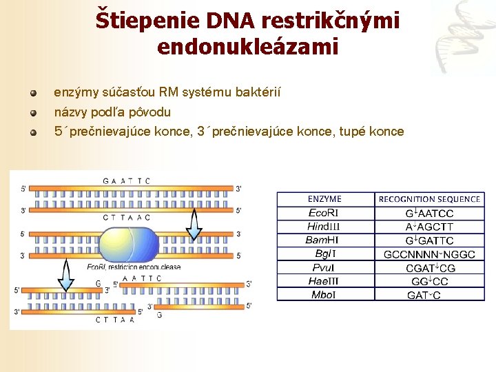 Štiepenie DNA restrikčnými endonukleázami enzýmy súčasťou RM systému baktérií názvy podľa pôvodu 5´prečnievajúce konce,