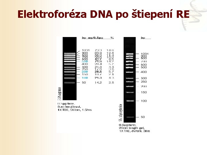 Elektroforéza DNA po štiepení RE 