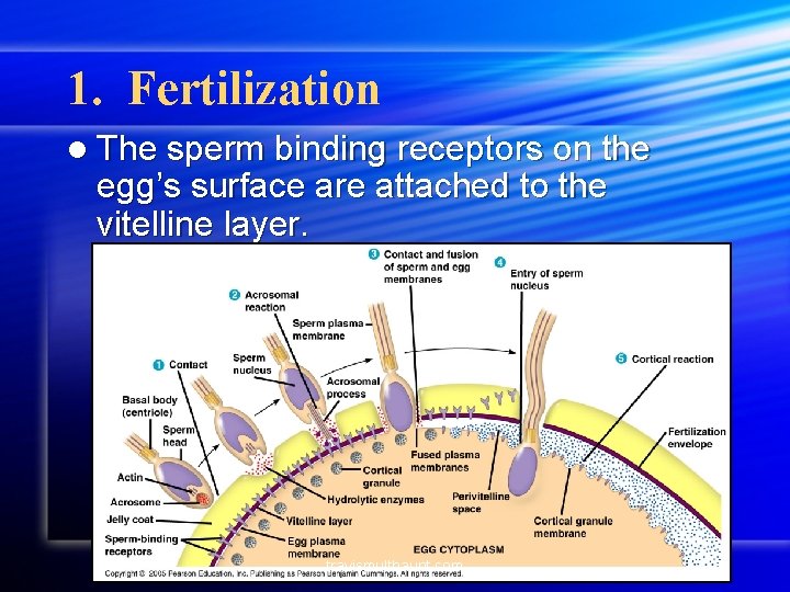 1. Fertilization l The sperm binding receptors on the egg’s surface are attached to