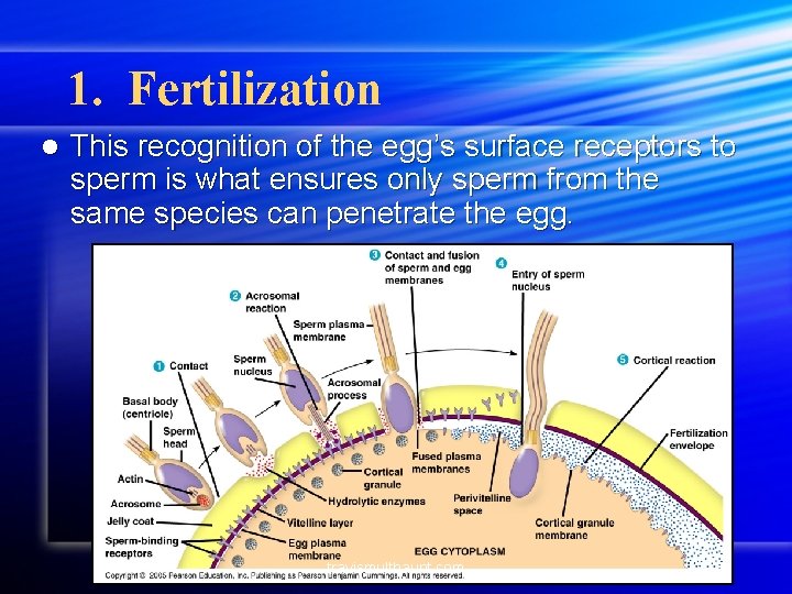 1. Fertilization l This recognition of the egg’s surface receptors to sperm is what