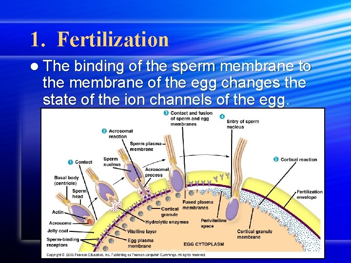 1. Fertilization l The binding of the sperm membrane to the membrane of the