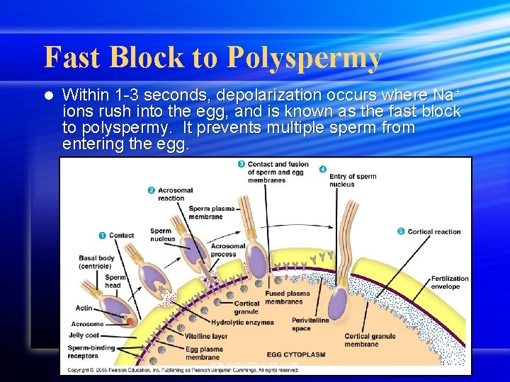 Fast Block to Polyspermy l Within 1 -3 seconds, depolarization occurs where Na+ ions