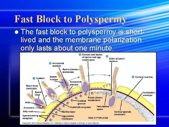 Fast Block to Polyspermy l The fast block to polyspermy is short- lived and