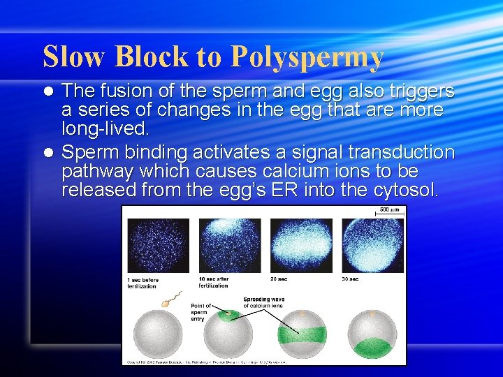 Slow Block to Polyspermy The fusion of the sperm and egg also triggers a