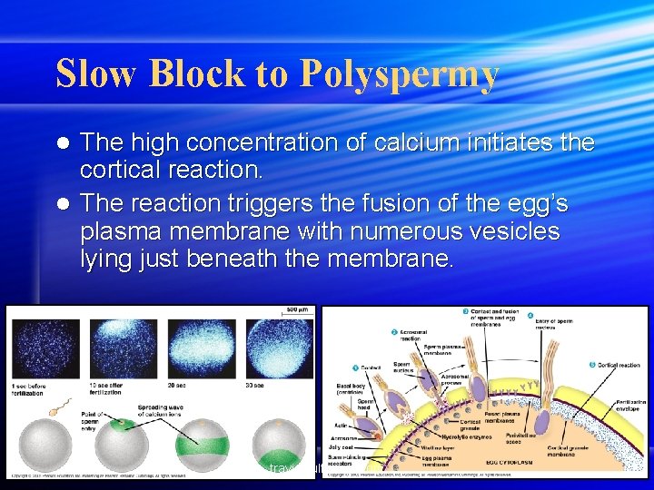 Slow Block to Polyspermy The high concentration of calcium initiates the cortical reaction. l