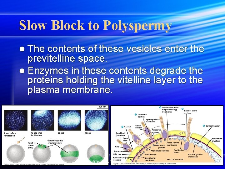 Slow Block to Polyspermy l The contents of these vesicles enter the previtelline space.