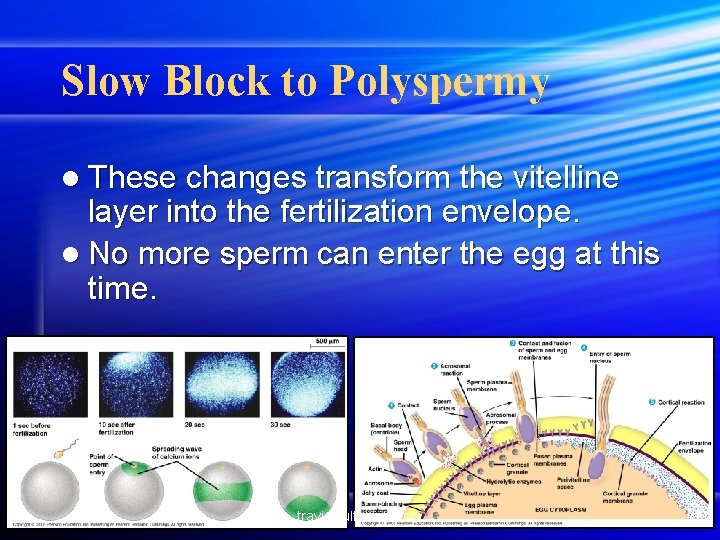 Slow Block to Polyspermy l These changes transform the vitelline layer into the fertilization