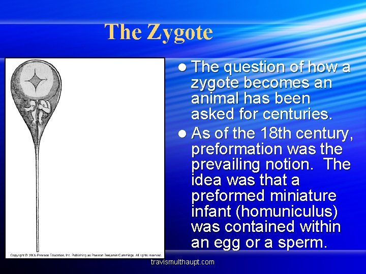 The Zygote l The question of how a zygote becomes an animal has been