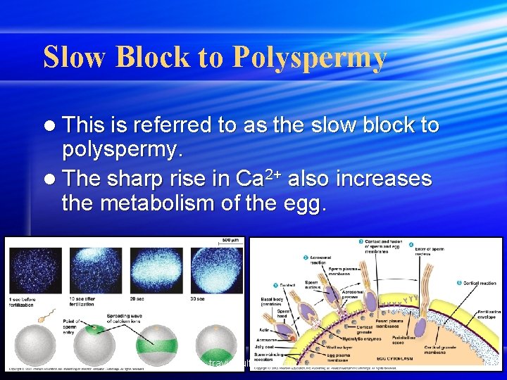 Slow Block to Polyspermy l This is referred to as the slow block to