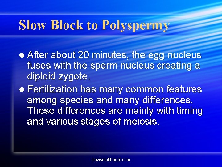 Slow Block to Polyspermy l After about 20 minutes, the egg nucleus fuses with