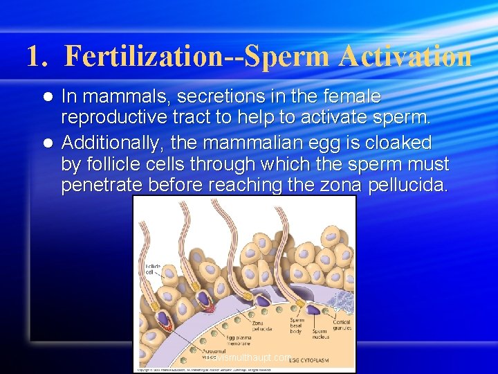 1. Fertilization--Sperm Activation In mammals, secretions in the female reproductive tract to help to