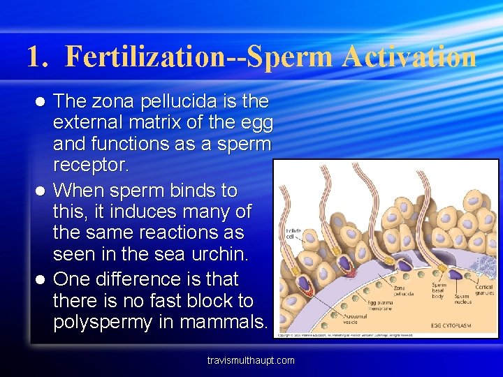 1. Fertilization--Sperm Activation The zona pellucida is the external matrix of the egg and