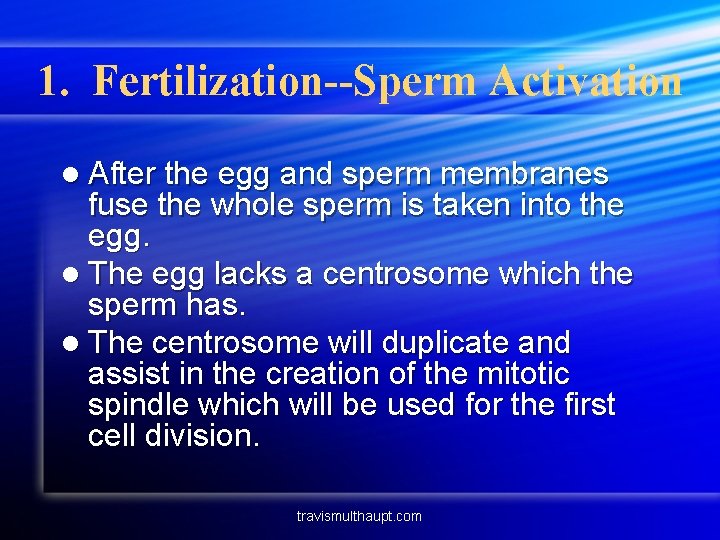 1. Fertilization--Sperm Activation l After the egg and sperm membranes fuse the whole sperm