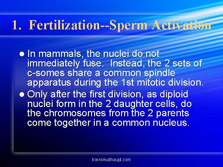 1. Fertilization--Sperm Activation l In mammals, the nuclei do not immediately fuse. Instead, the