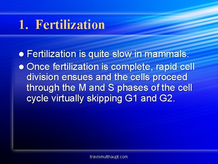 1. Fertilization l Fertilization is quite slow in mammals. l Once fertilization is complete,