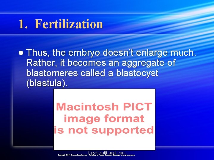 1. Fertilization l Thus, the embryo doesn’t enlarge much. Rather, it becomes an aggregate