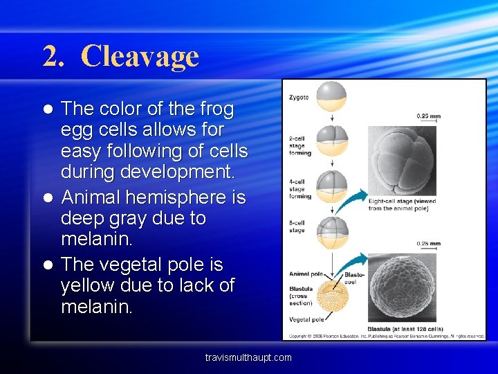 2. Cleavage The color of the frog egg cells allows for easy following of