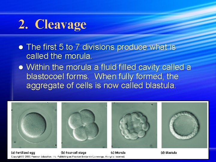 2. Cleavage The first 5 to 7 divisions produce what is called the morula.