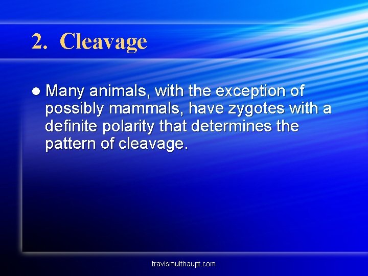 2. Cleavage l Many animals, with the exception of possibly mammals, have zygotes with