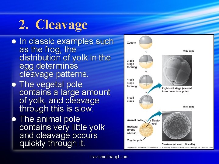 2. Cleavage In classic examples such as the frog, the distribution of yolk in