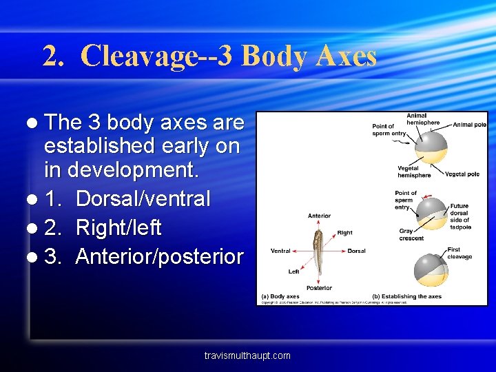 2. Cleavage--3 Body Axes l The 3 body axes are established early on in