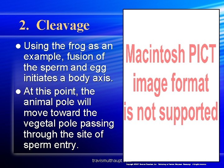 2. Cleavage l Using the frog as an example, fusion of the sperm and