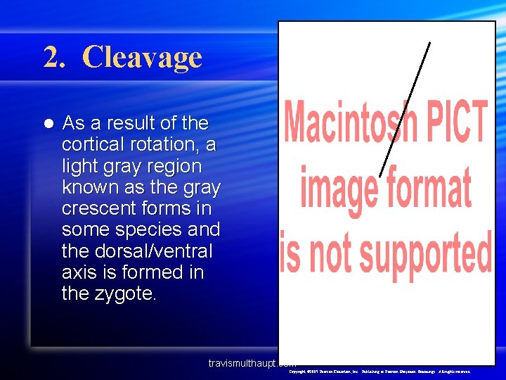 2. Cleavage l As a result of the cortical rotation, a light gray region