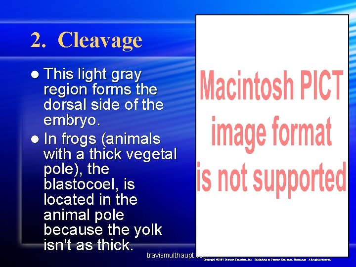 2. Cleavage l This light gray region forms the dorsal side of the embryo.