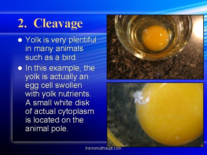 2. Cleavage Yolk is very plentiful in many animals such as a bird. l