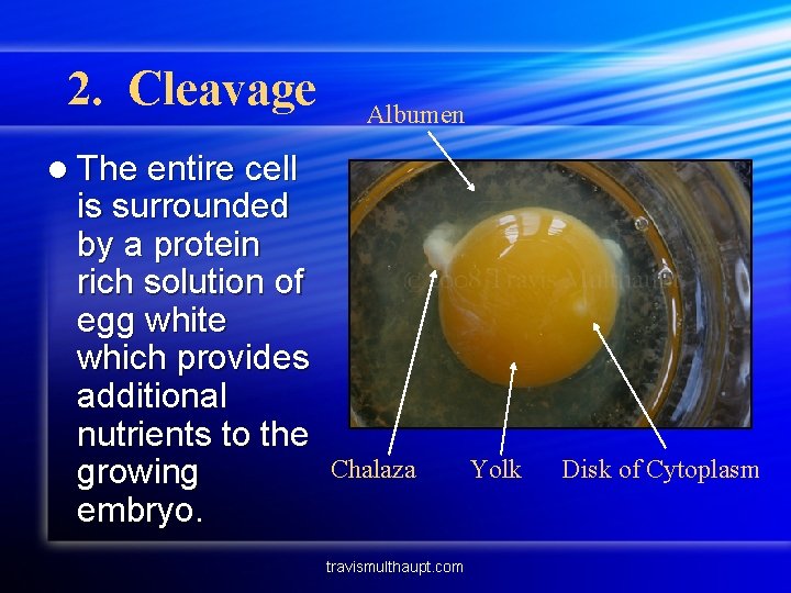 2. Cleavage Albumen l The entire cell is surrounded by a protein rich solution