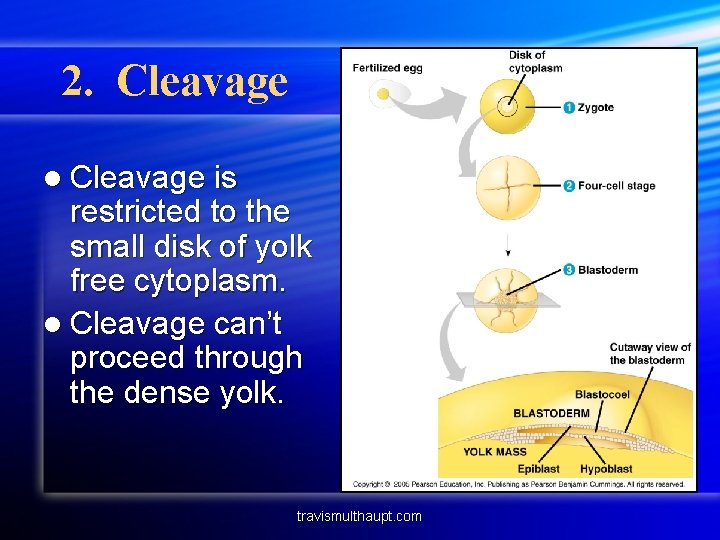 2. Cleavage l Cleavage is restricted to the small disk of yolk free cytoplasm.
