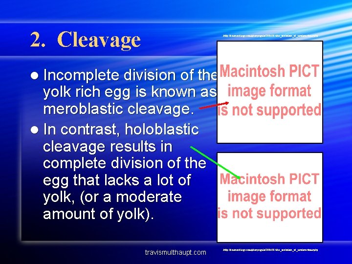 2. Cleavage http: //scienceblogs. com/pharyngula/2006/07/the_evolution_of_deuterostome. php l Incomplete division of the yolk rich egg
