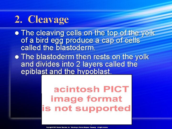 2. Cleavage l The cleaving cells on the top of the yolk of a