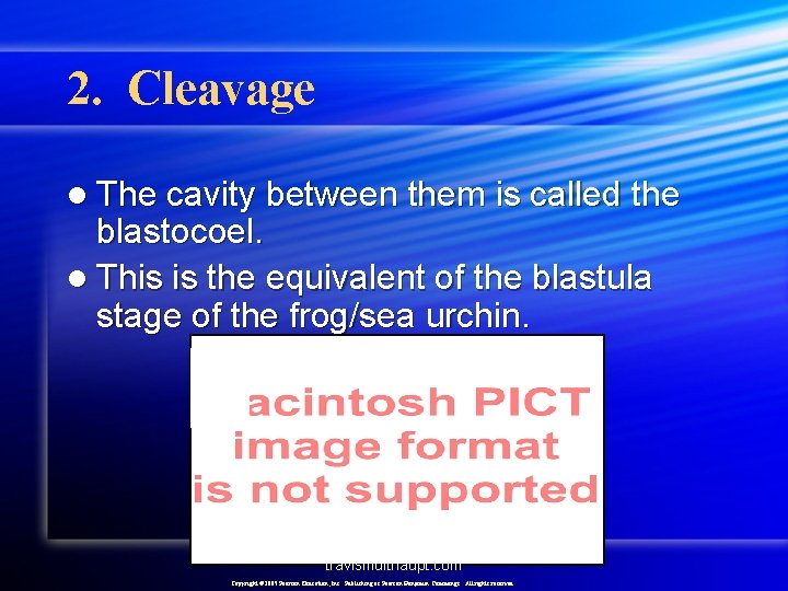 2. Cleavage l The cavity between them is called the blastocoel. l This is
