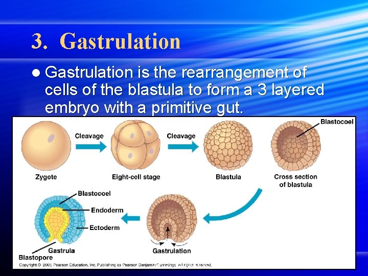 3. Gastrulation l Gastrulation is the rearrangement of cells of the blastula to form